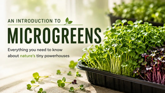 Fresh green and purple microgreens growing in a tray for a guide explaining what microgreens are.