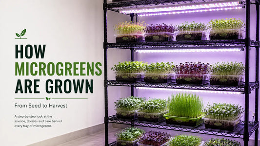 Microgreens growing indoors in trays under LED lights, illustrating the seed-to-harvest microgreens growing process.