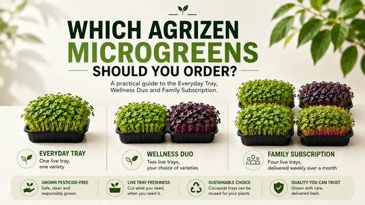 AgriZen Everyday Tray, Wellness Duo and Family Subscription live microgreens options compared by price, delivery and household needs.