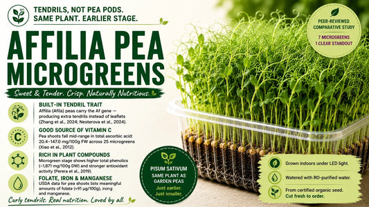 Affilia Pea Microgreens: Taste, Nutrition & How to Use Them