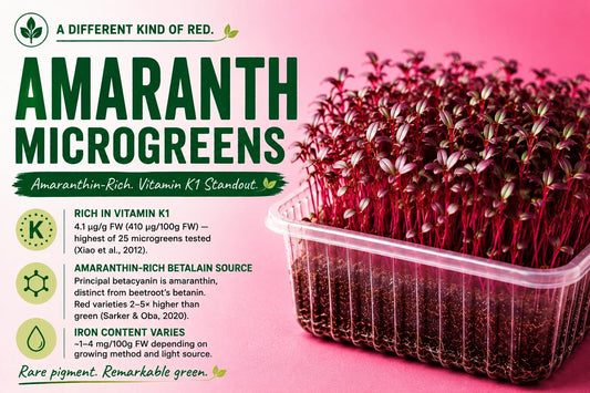 Amaranth microgreens with vivid magenta-red stems and dark leaves in a clear growing tray, alongside an infographic highlighting vitamin K1, amaranthin-rich betalains and iron content.
