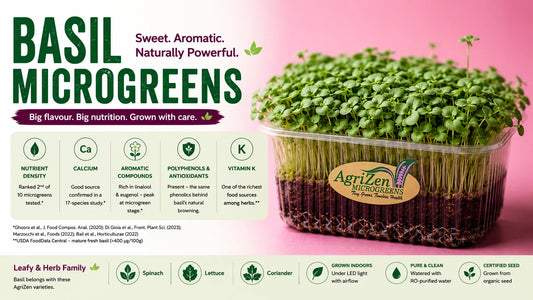 AgriZen basil microgreens growing densely in a tray, alongside an infographic highlighting their nutrient density, calcium, aromatic compounds, polyphenols and vitamin K.