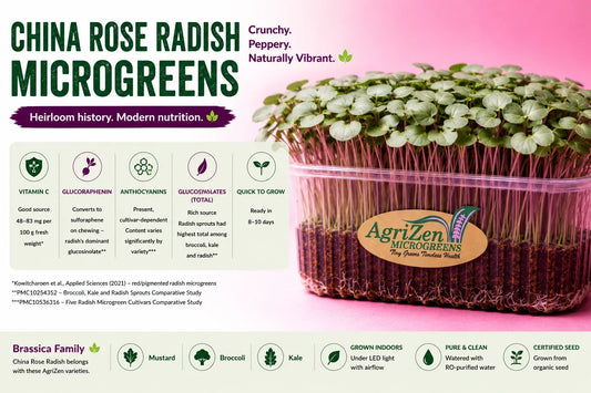 China Rose Radish microgreens with green leaves and pink-red stems, alongside key details on vitamin C, glucoraphenin, anthocyanins and glucosinolates.