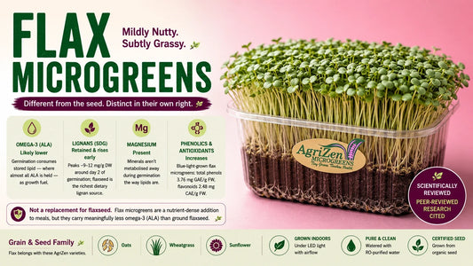 Flax microgreens growing densely in an AgriZen tray, alongside an infographic highlighting lignans, magnesium, phenolic compounds and lower omega-3 content compared with flaxseed.