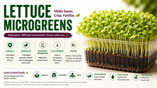 Lettuce microgreens growing densely in a clear tray, with an infographic highlighting vitamin C, phenolics, calcium, magnesium and folate.