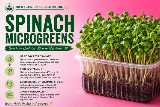 Spinach microgreens infographic showing fresh green spinach microgreens growing in a clear tray, highlighting up to 16 times less oxalate than mature spinach, vitamin K, vitamins A, C and E, and AgriZen’s indoor growing practices.