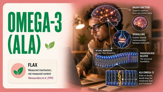 Infographic about Omega-3 ALA showing a focused person working at a laptop, with layered brain, neural signalling, phospholipid membrane, and ALA fatty-acid visuals explaining its structural role in brain-cell membranes.