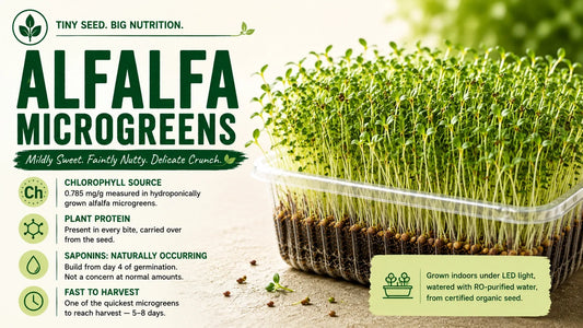 Alfalfa microgreens growing densely in a clear tray beside an infographic highlighting chlorophyll, plant protein, naturally occurring saponins and their quick 5–8 day harvest.