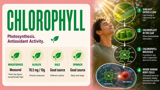 Chlorophyll: Role in the Body, Sources & Which Microgreens Have It