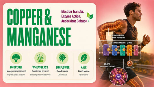 Copper and manganese infographic showing microgreen sources and a runner with mitochondrial energy and antioxidant enzyme visuals