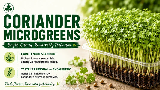 Fresh coriander microgreens with delicate lobed leaves growing densely in a tray, highlighting their standout lutein and zeaxanthin content and genetically influenced aroma perception.