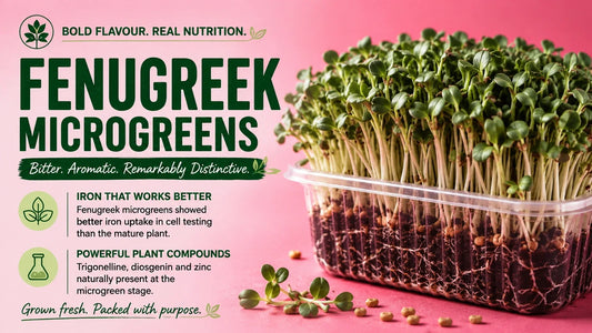 Fresh fenugreek microgreens growing densely in a tray, with text highlighting their bitter aromatic flavour, iron uptake and naturally occurring plant compounds.