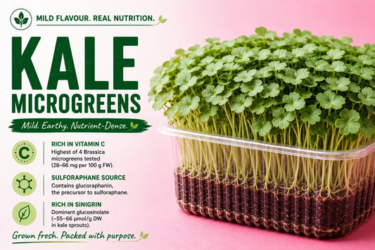 Kale microgreens growing densely in a clear tray, alongside highlights on vitamin C, sulforaphane and sinigrin.