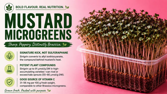 Fresh mustard microgreens growing densely in a clear tray, highlighting their sharp peppery flavour, sinigrin-derived allyl isothiocyanate and vitamin C content.