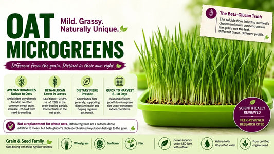Oat microgreens growing densely in a green tray beside an infographic highlighting oat-specific avenanthramides, lower beta-glucan levels in leaves, dietary fibre and an 8–10 day harvest.
