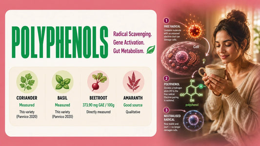 Polyphenols infographic comparing coriander, basil, beetroot and amaranth, alongside a three-step illustration showing how a polyphenol donates hydrogen to neutralise a cell-damaging free radical.