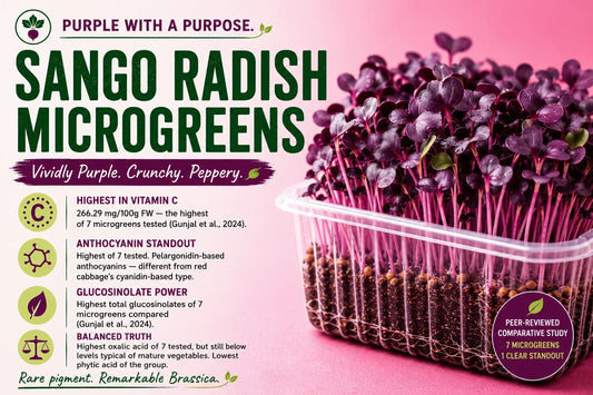 Sango radish microgreens with deep purple leaves and pink stems, highlighting their vitamin C, anthocyanin and glucosinolate content.