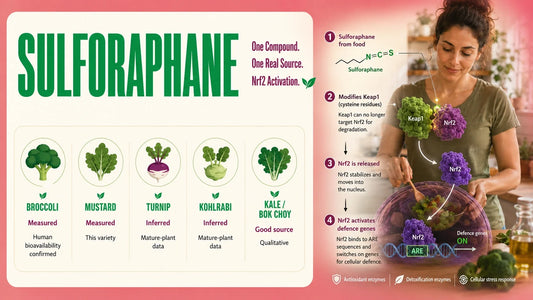 Sulforaphane infographic showing food sources and how it activates Nrf2 to support cellular defence genes