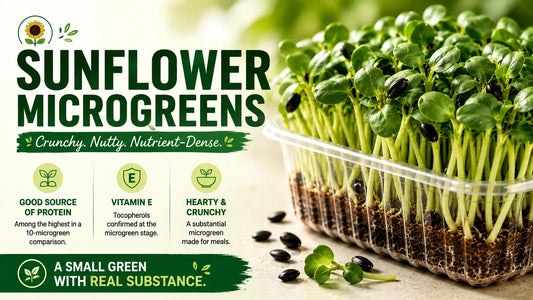 Fresh sunflower microgreens growing densely in a tray, highlighting their crunchy, nutty character, plant protein and naturally occurring vitamin E.