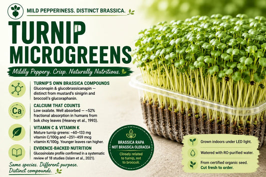 Turnip microgreens growing densely in a clear tray beside an infographic highlighting their mild pepperiness, characteristic gluconapin and glucobrassicanapin compounds, vitamins C and K, and Brassica rapa classification.