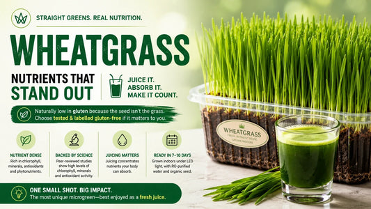 Fresh wheatgrass growing densely in a tray beside a small glass of green wheatgrass juice, with information about its nutrients, juicing, and gluten considerations.