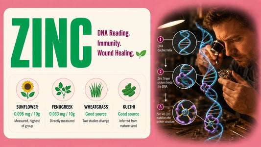 Zinc infographic showing sunflower, fenugreek, wheatgrass and kulthi zinc information alongside a watchmaker-inspired visual explaining how zinc ions stabilize zinc-finger proteins that bind to DNA.