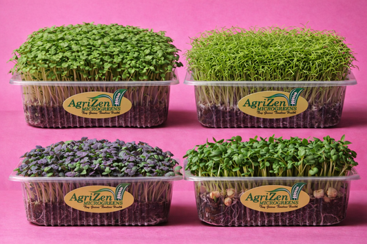 Bok Choy, Cabbage, Alfalfa, Pink Radish