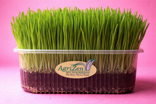 Wheatgrass