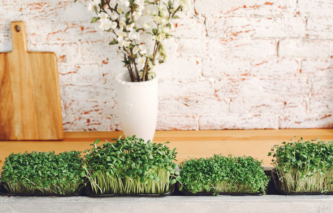 Grow Fresh Microgreens at Home with Agrizen Microgreens Kits