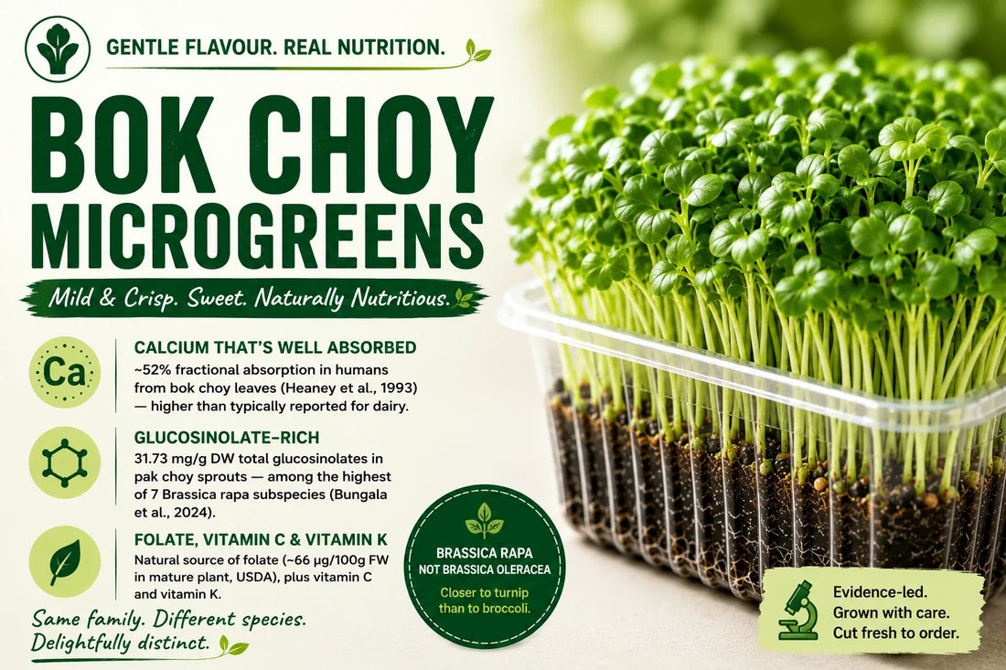 Bok choy microgreens growing densely in a clear tray, alongside an AgriZen infographic highlighting their mild flavour, well-absorbed calcium, glucosinolates, folate, vitamins C and K, and Brassica rapa classification.