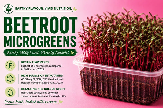 Beetroot microgreens with vivid red stems and green leaves, highlighting their earthy, mildly sweet flavour, flavonoids and betalain pigments.