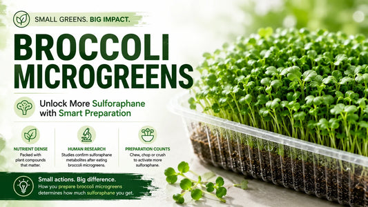 Fresh broccoli microgreens growing densely in a tray, with text highlighting sulforaphane, nutrient density, human research, and the role of preparation.