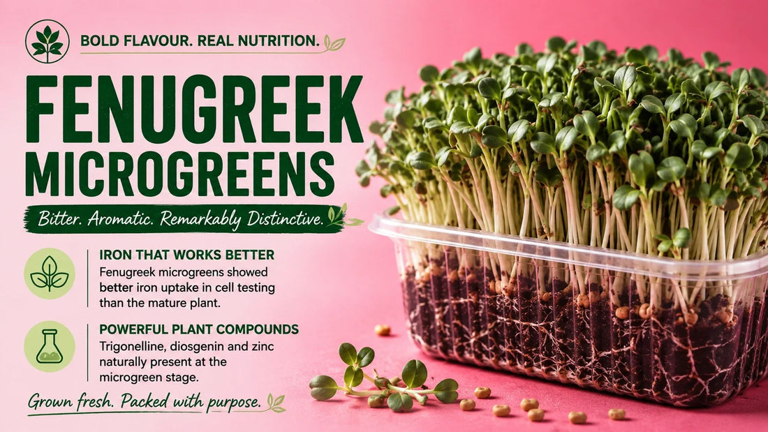 Fresh fenugreek microgreens growing densely in a tray, with text highlighting their bitter aromatic flavour, iron uptake and naturally occurring plant compounds.