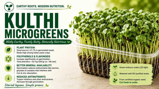 Kulthi microgreens growing densely in a clear tray beside an infographic highlighting plant protein, polyphenols, germination and the legume family.