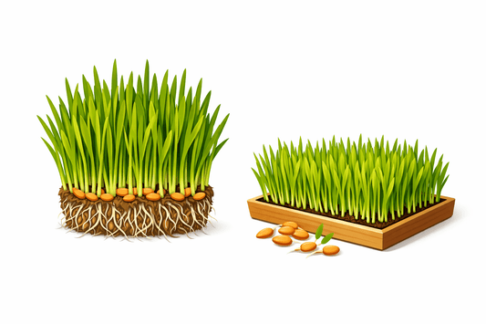 Wheatgrass